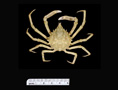 Libinia dubia, Spider Crab, SEAMAP collections